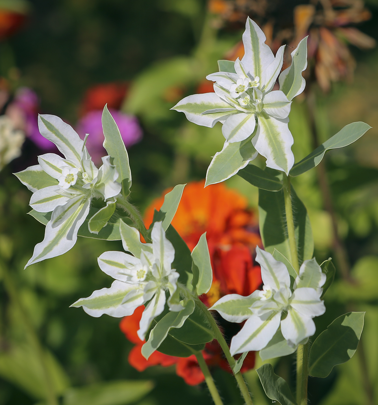 Изображение особи Euphorbia marginata.