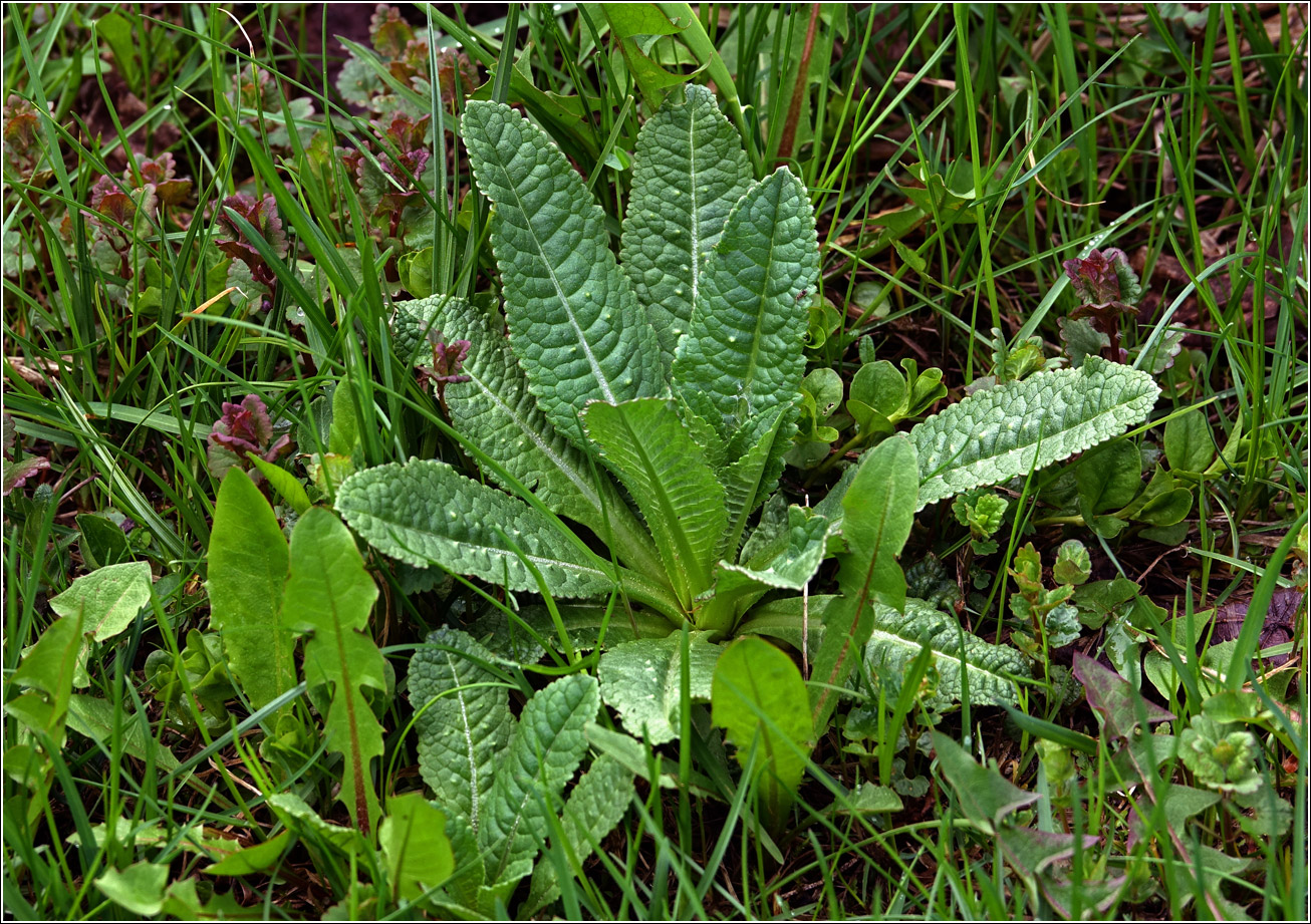 Изображение особи Dipsacus fullonum.