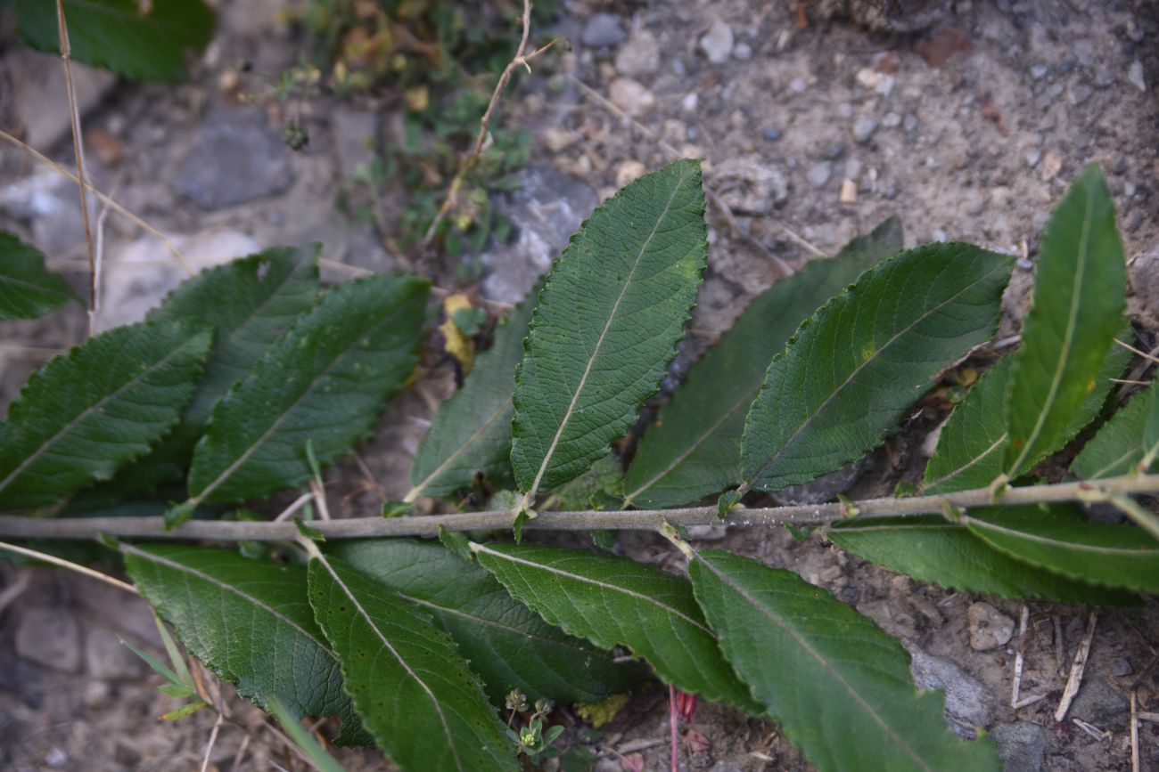 Image of Salix cinerea specimen.