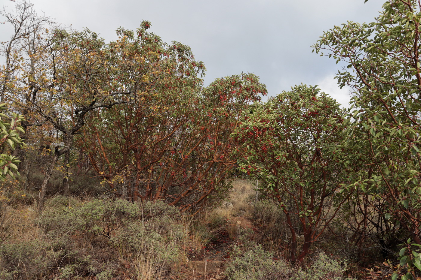 Image of Arbutus andrachne specimen.