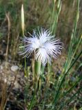 Смотреть изображение Dianthus tetralepis