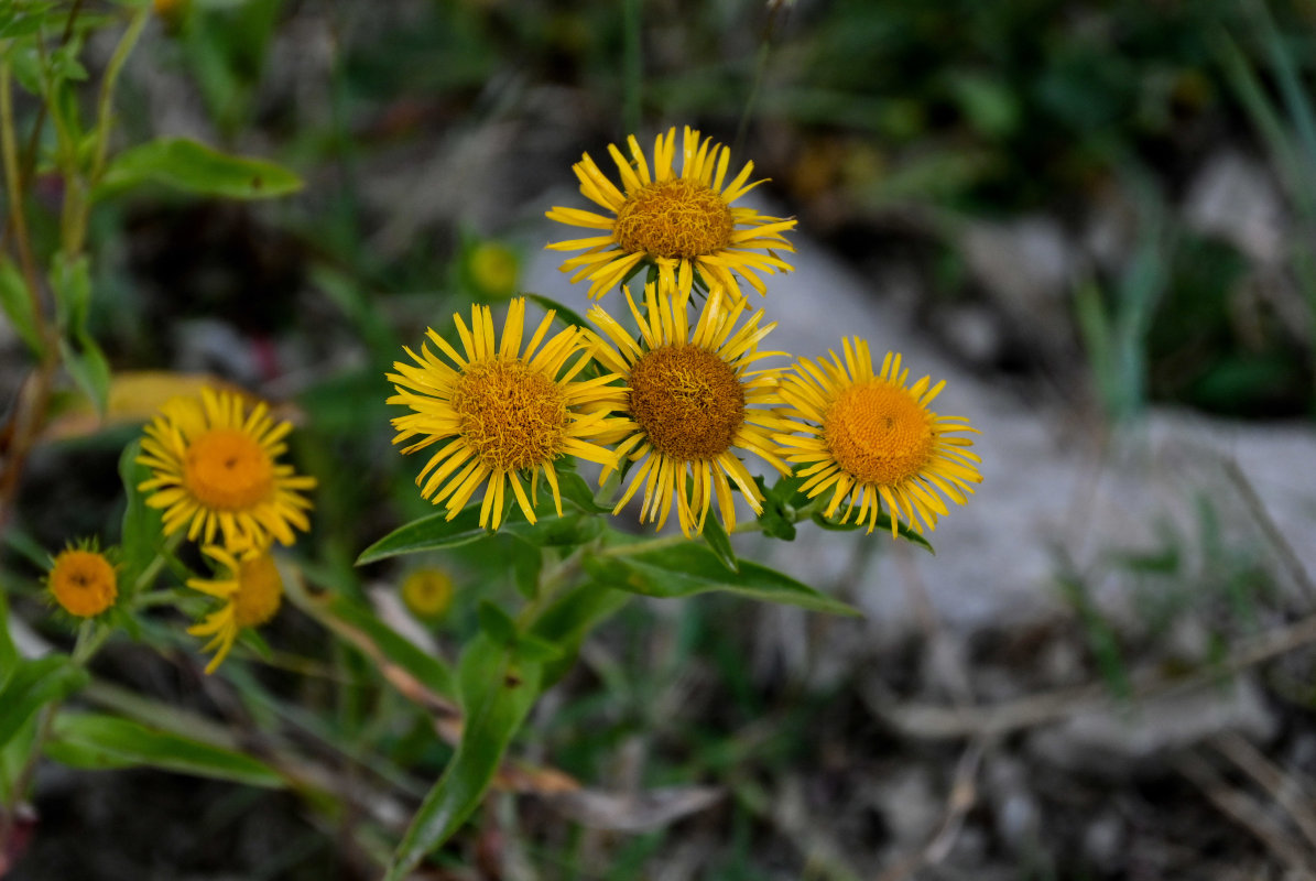 Изображение особи Inula britannica.