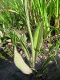 Pilosella × glomerata