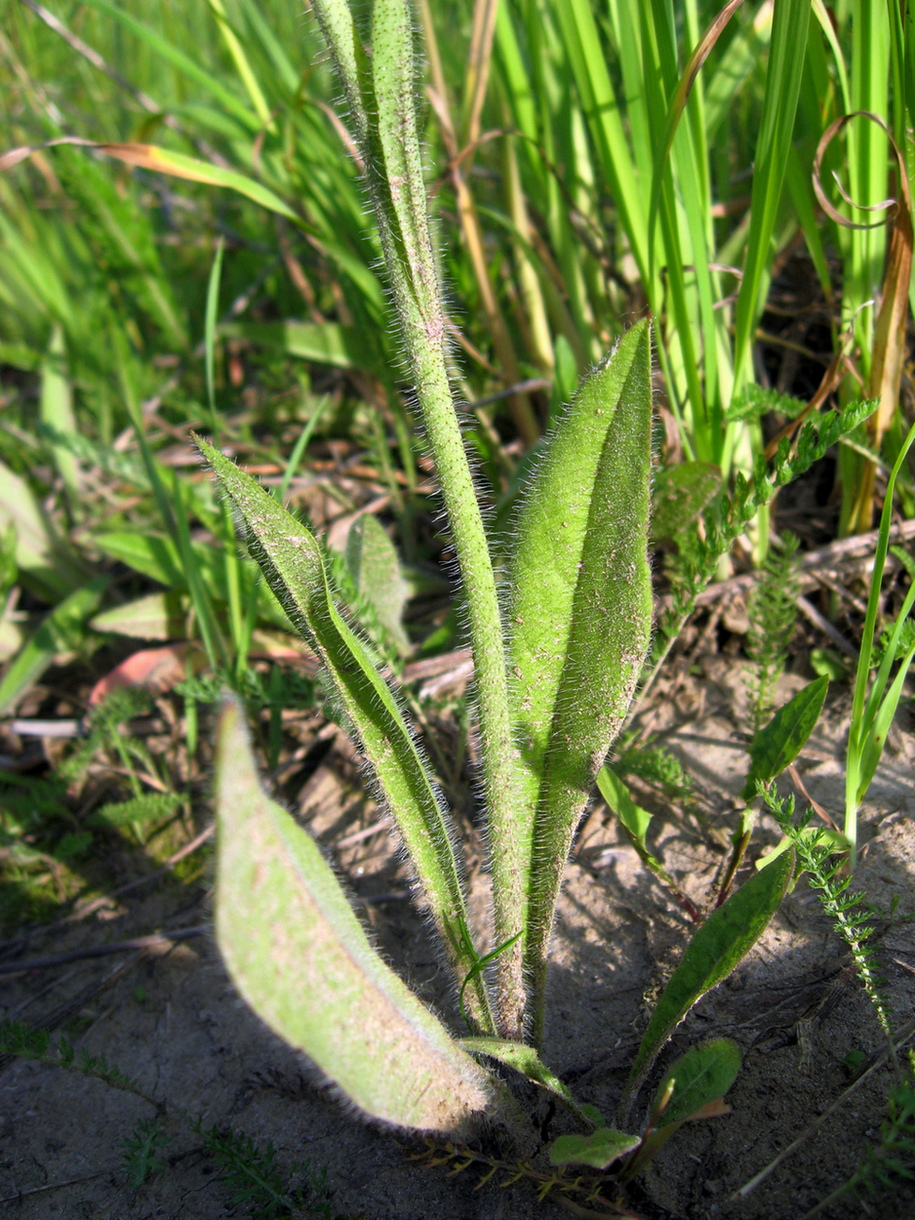 Image of Pilosella &times; glomerata specimen.