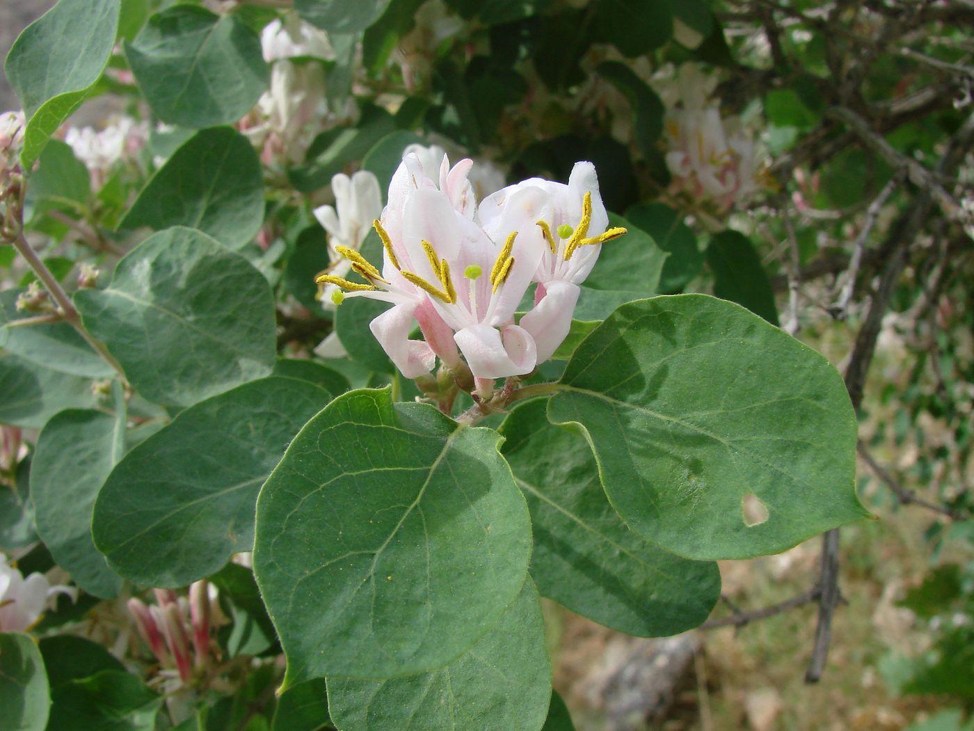 Image of Lonicera nummulariifolia specimen.