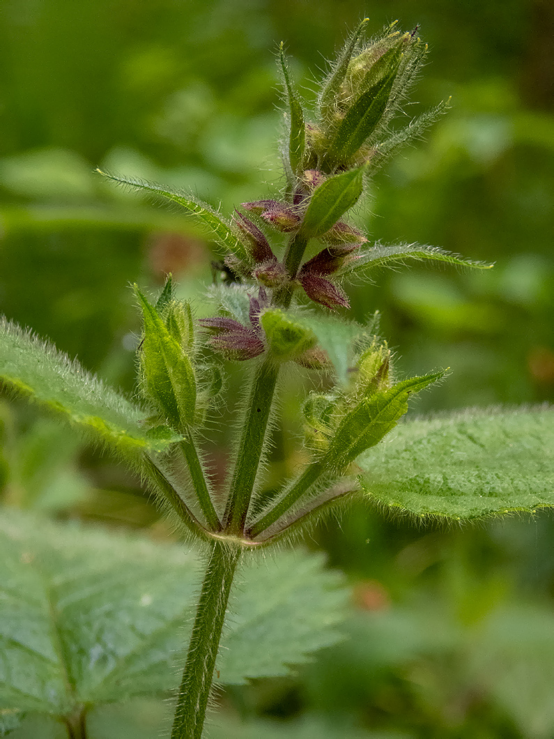 Изображение особи Stachys sylvatica.