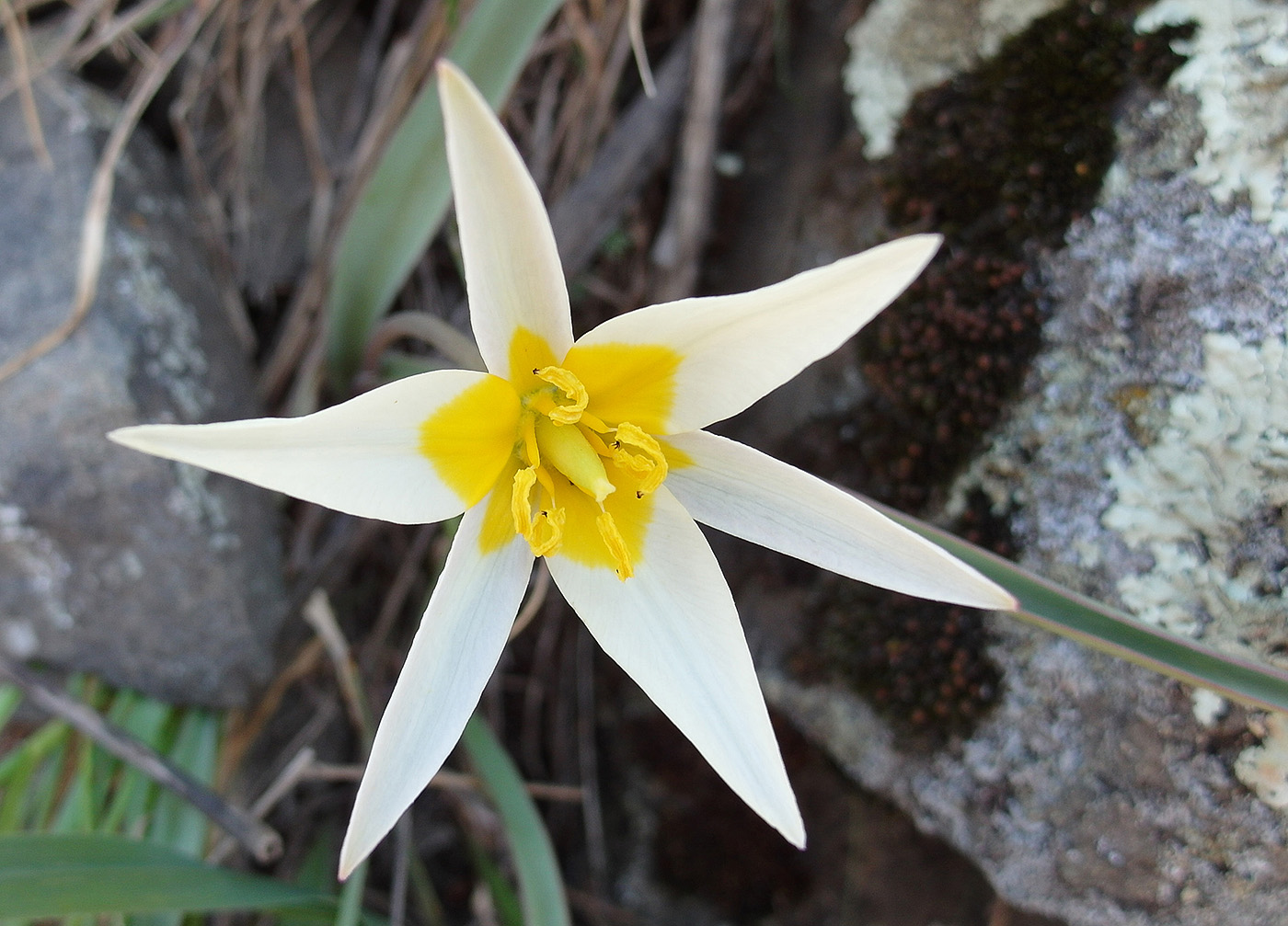 Изображение особи Tulipa bifloriformis.