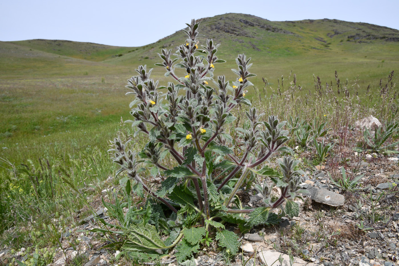 Image of Paraeremostachys dshungarica specimen.