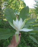 Magnolia tripetala