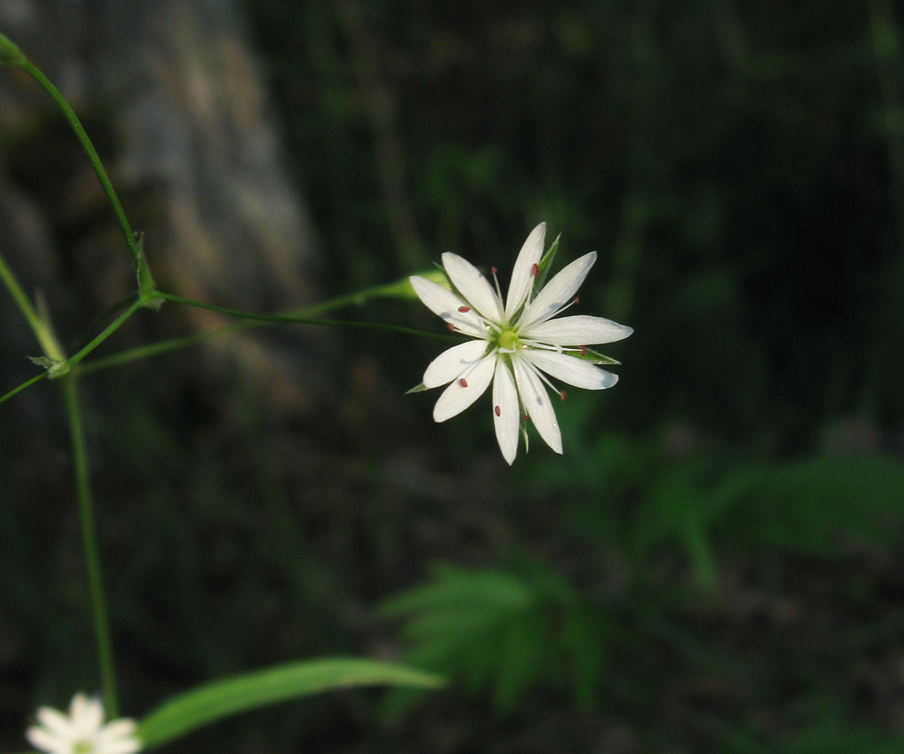 Image of Stellaria palustris specimen.