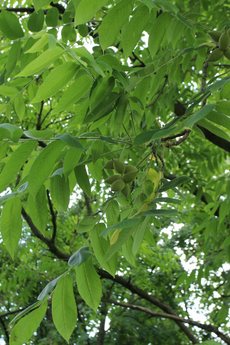 Image of Juglans mandshurica specimen.