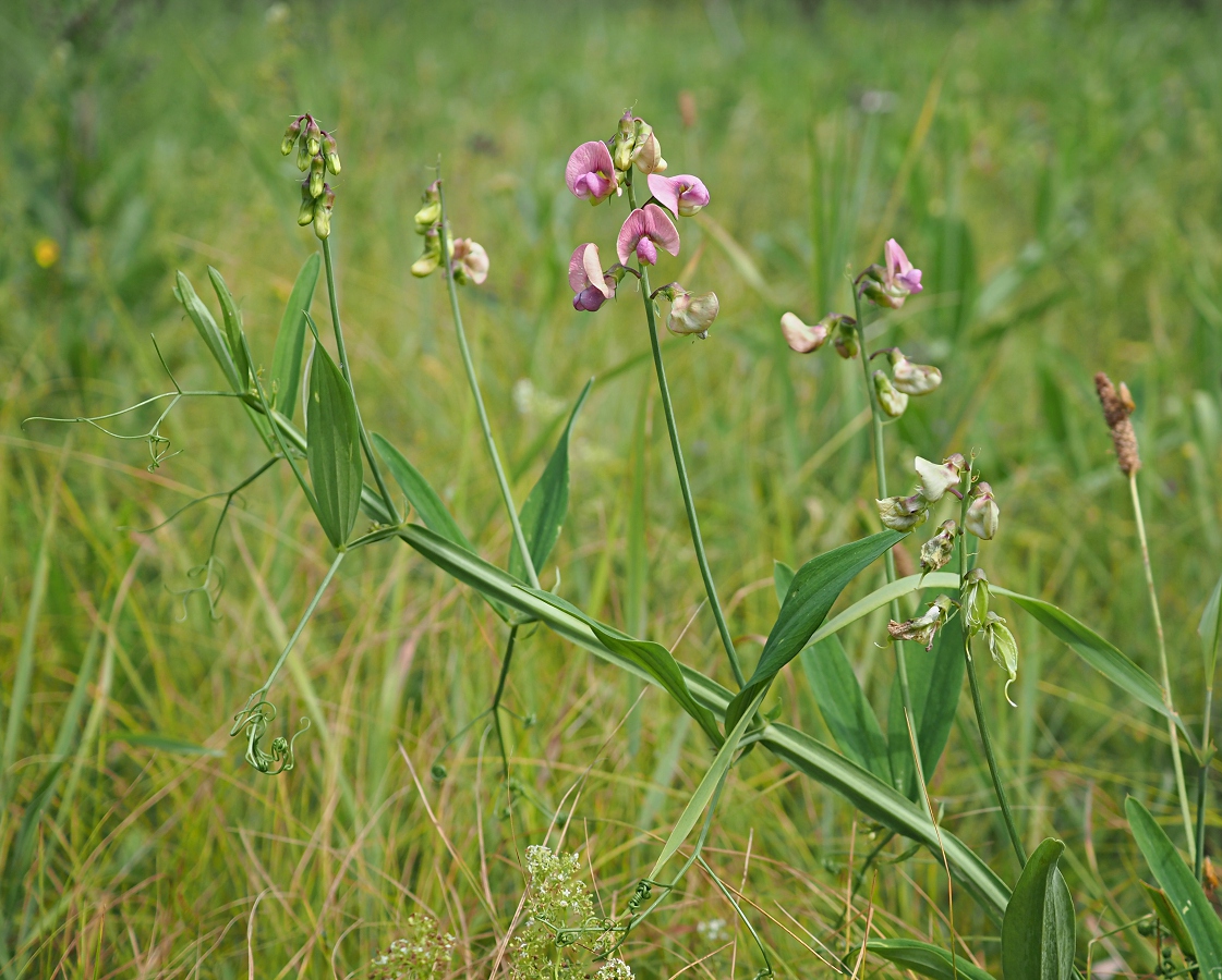 Изображение особи Lathyrus sylvestris.