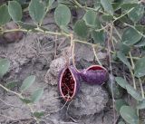 Смотреть изображение Capparis herbacea