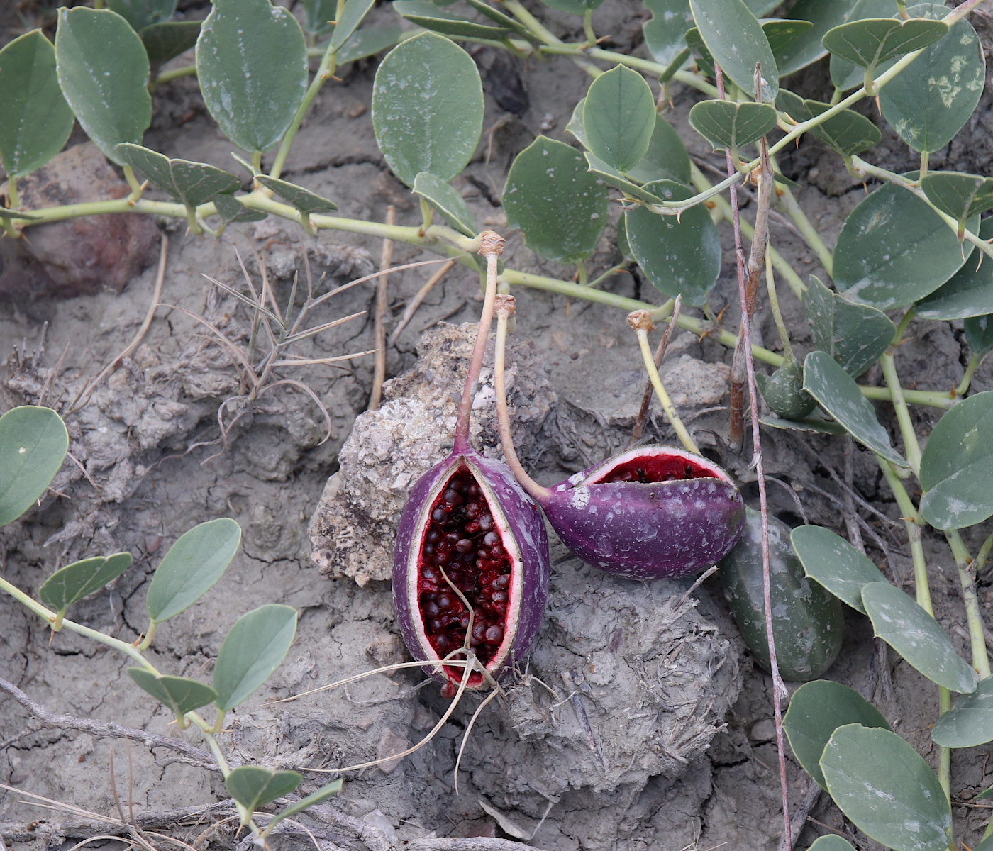 Image of Capparis herbacea specimen.