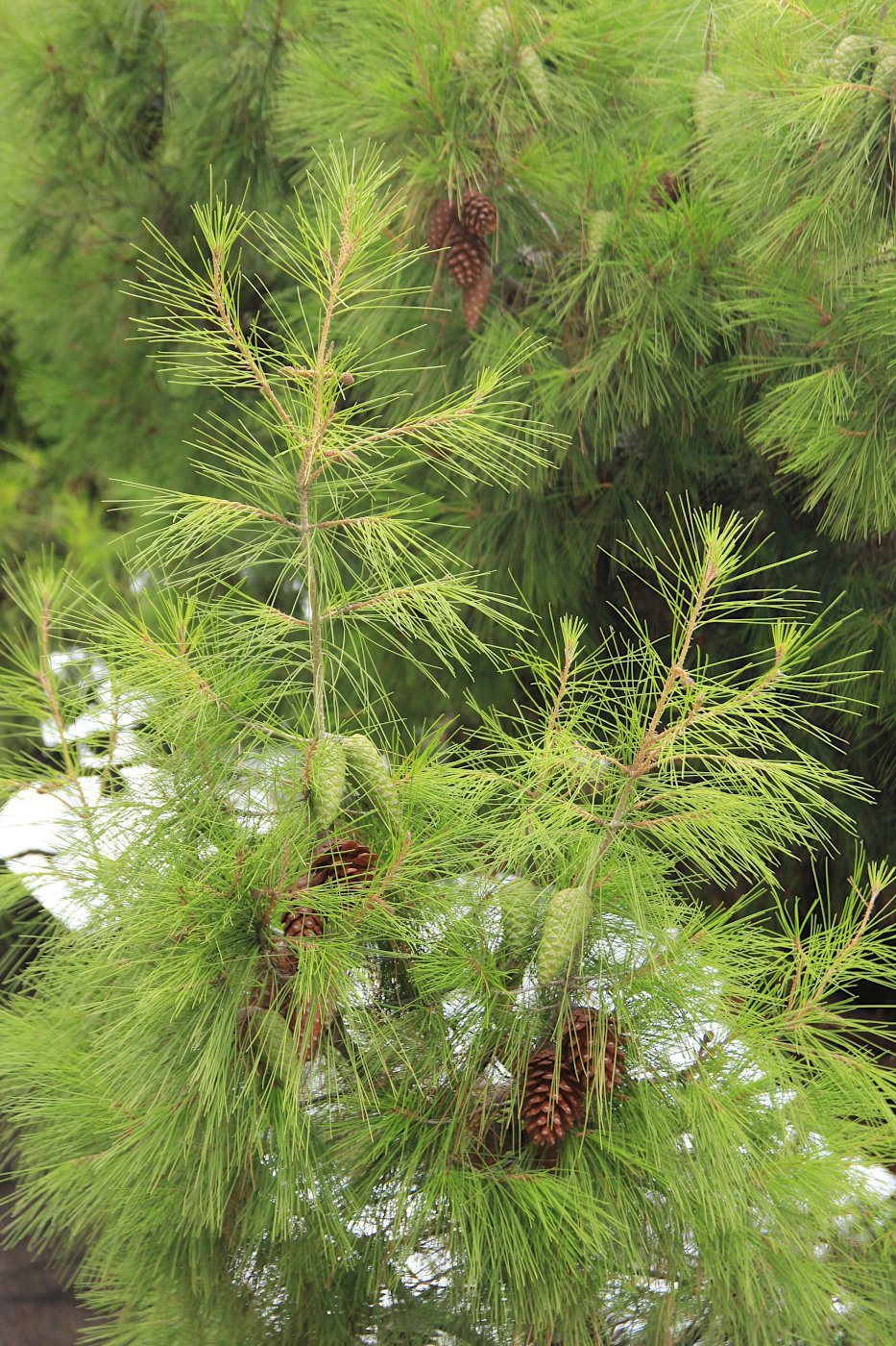 Изображение особи Pinus halepensis.