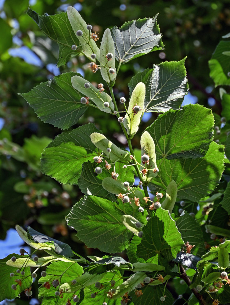 Изображение особи Tilia cordata.