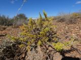 Salsola laricina. Вегетирующее растение. Казахстан, Жамбылская обл., пустыня Бетпак-Дала, на глинистых пестроцветах, на берегу солончака. 10 августа 2024 г.