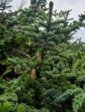 Picea ajanensis. Верхушка ветви с шишками. Сахалин, Холмский гор. округ, мыс Слепиковского, окраина песчаного пляжа. 26.08.2023.