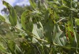 Polygonatum odoratum