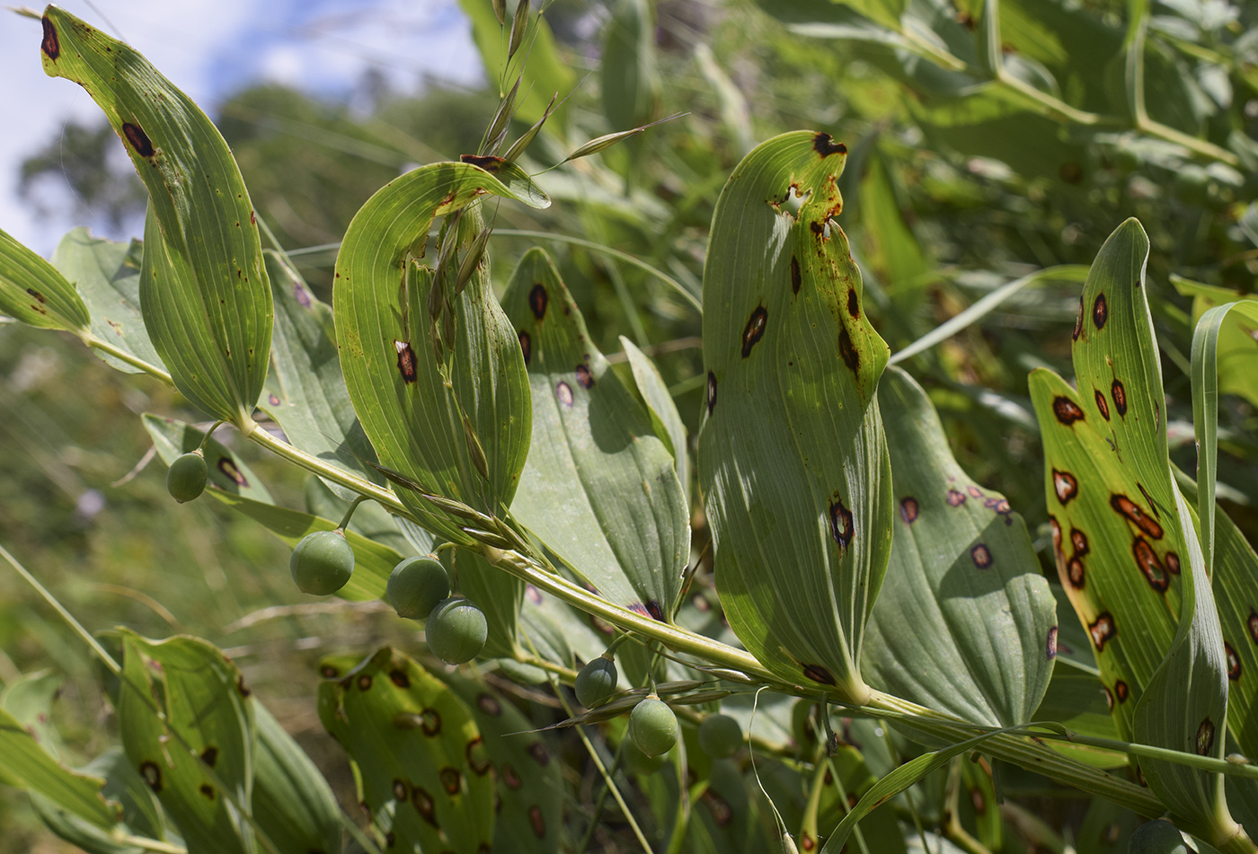 Image of Polygonatum odoratum specimen.