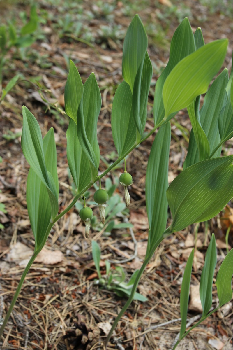 Image of Polygonatum odoratum specimen.