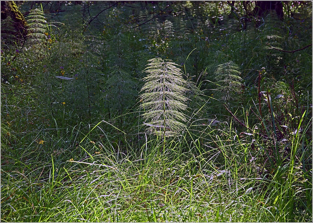 Image of Equisetum sylvaticum specimen.