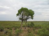 Populus diversifolia