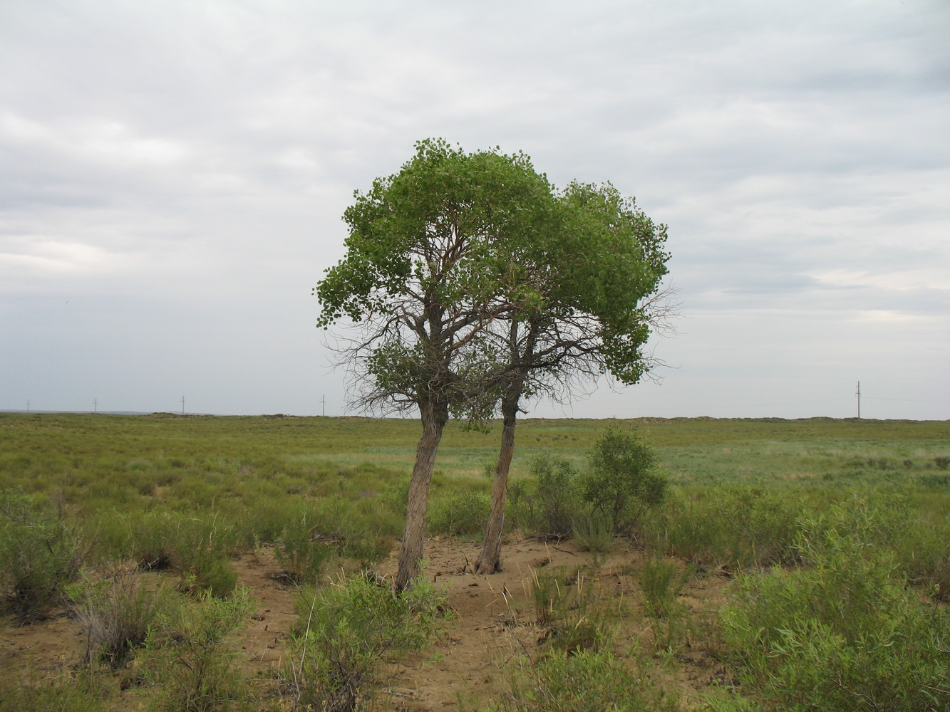 Изображение особи Populus diversifolia.