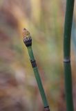 Equisetum hyemale