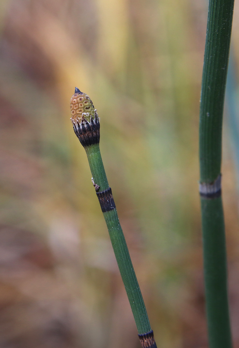 Изображение особи Equisetum hyemale.