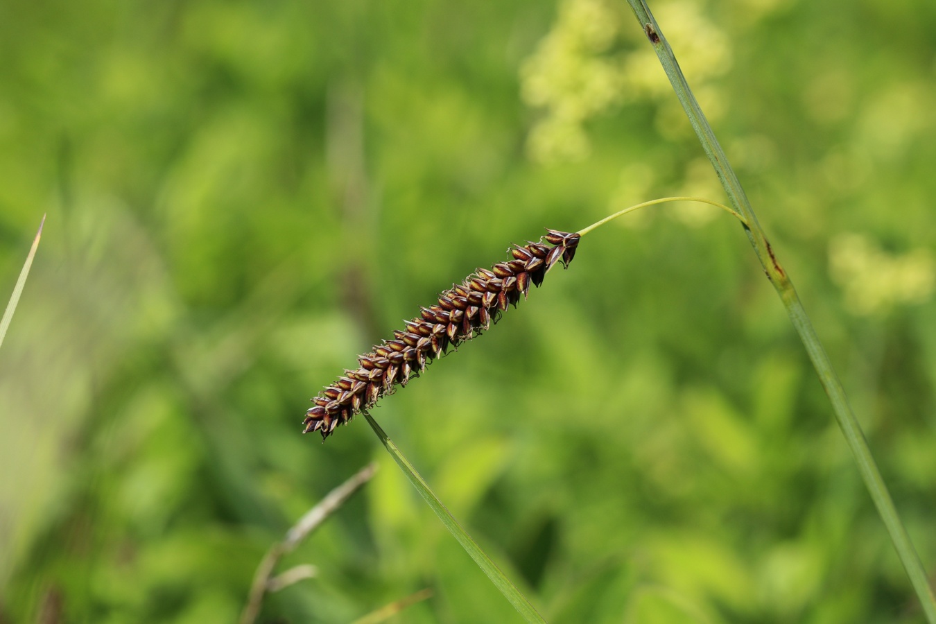 Image of Carex flacca specimen.