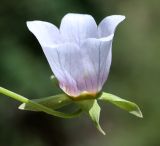 Codonopsis clematidea