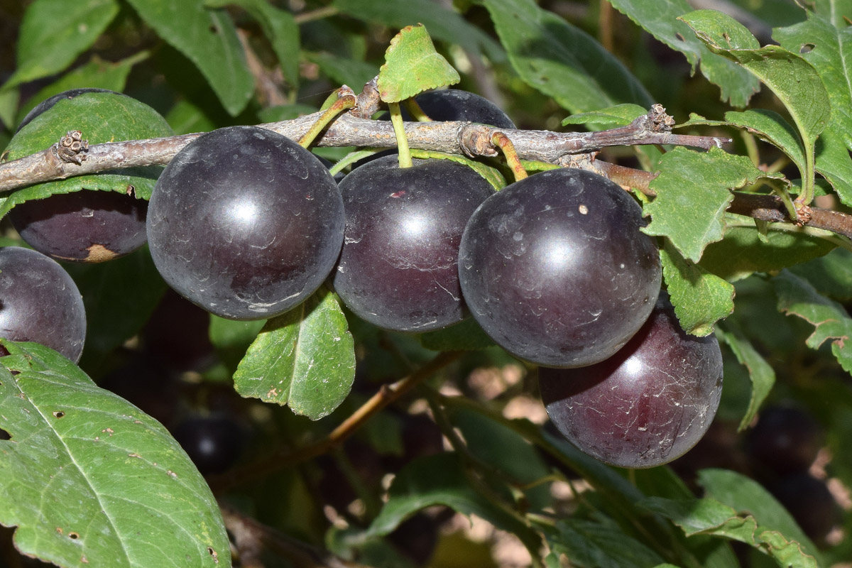 Image of Prunus cerasifera specimen.