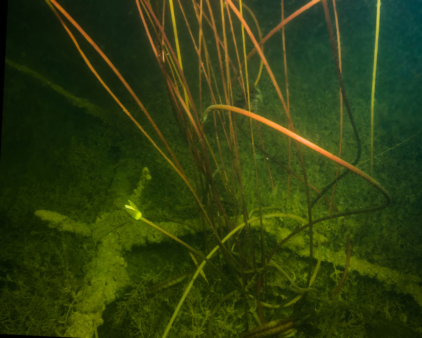 Image of genus Nymphaea specimen.