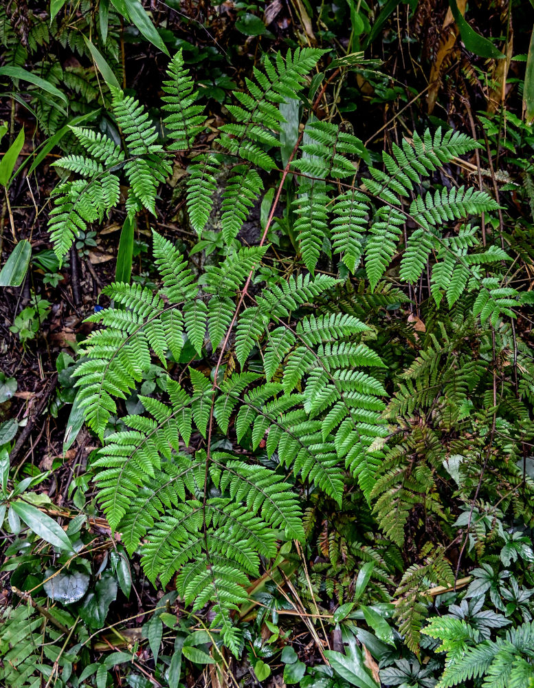 Image of Ctenitis subglandulosa specimen.