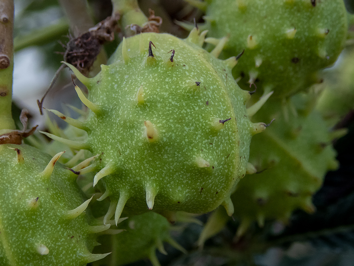Изображение особи Aesculus hippocastanum.