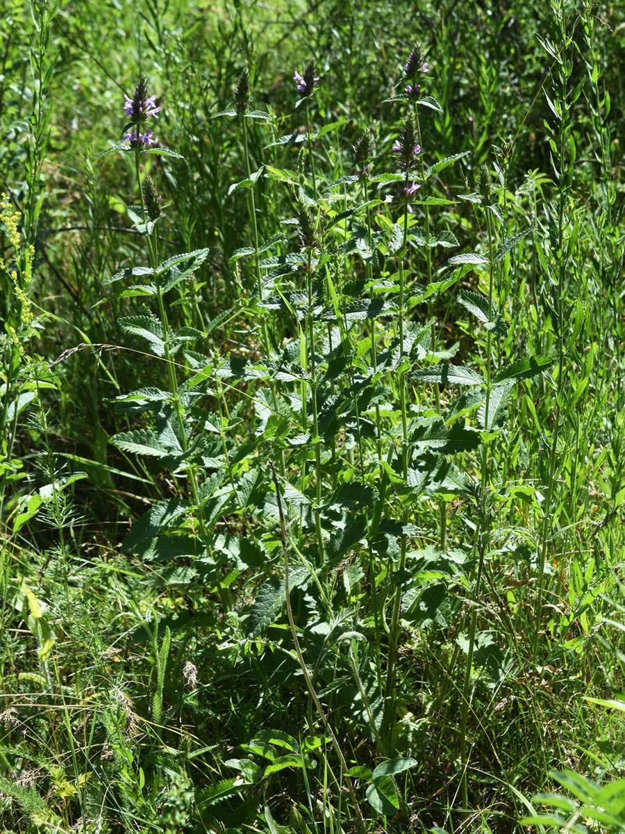 Image of Betonica betoniciflora specimen.