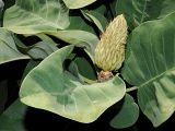 Смотреть изображение род Magnolia
