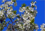 Смотреть изображение Prunus domestica