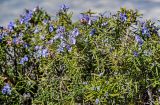 View full-size image Rosmarinus officinalis