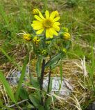 Tephroseris integrifolia. Верхушка цветущего растения. Коми, Интинский р-н, Приполярный Урал, хр. Малдынырд, руч. Алькесвож. 13.07.2010.