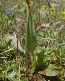 View full-size image Bistorta carnea