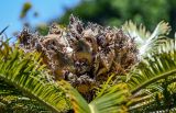 Смотреть изображение Cycas revoluta