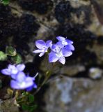 View full-size image Veronica liwanensis