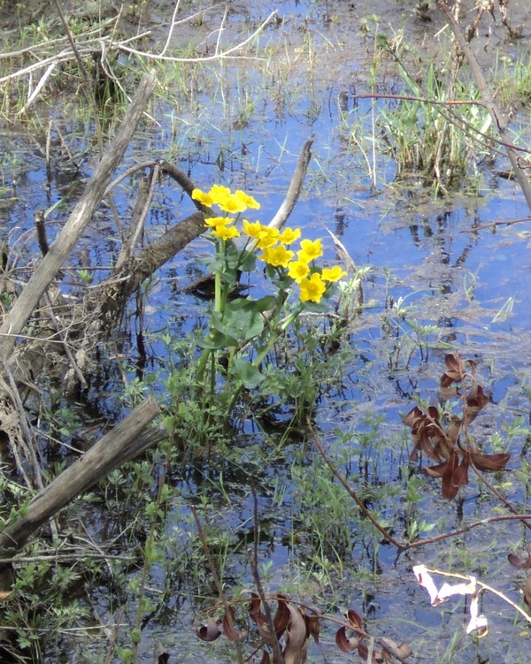 Image of Caltha palustris specimen.