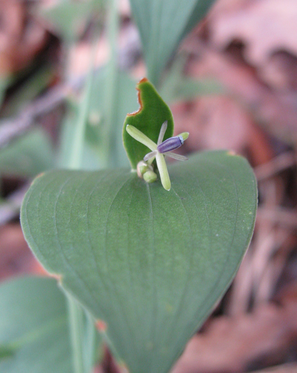 Image of Ruscus hypoglossum specimen.