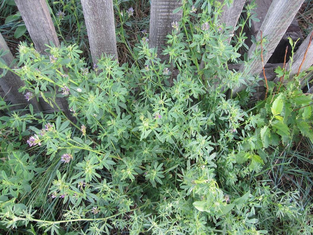 Image of Medicago sativa specimen.