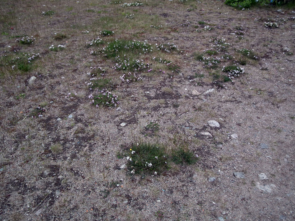 Image of Oxytropis sordida specimen.