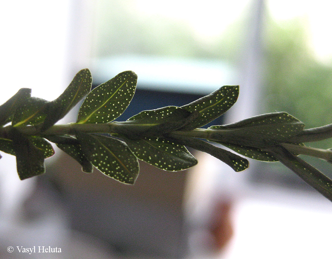 Image of Hypericum olympicum specimen.