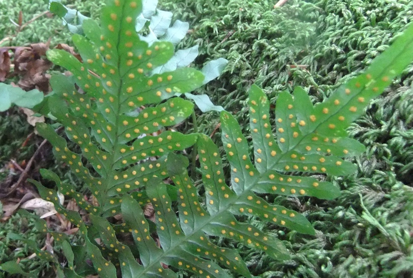 Image of Polypodium vulgare specimen.